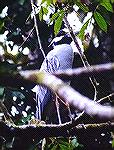 Adult Yellow-crowned Night-Heron.