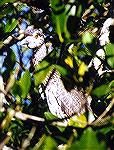 Juvenile Yellow-crowned Night-Heron.