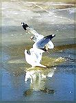 Two Ringbilled Gulls having an argument who is allowed to fish at the smal opening in the Lake Erie ice.