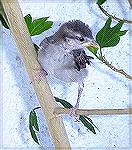 This just fledged little birdie was bouncing around in the hibiscus bush in my planter. So I grabbed the digital and shot a quickie. It''s obviouisly some type of sparrow, no? 