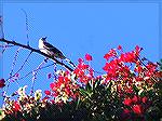 A Mockingbird sitting on a flowering shrub.