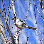 A loggerhead Shrike sitting in a tree.