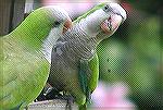 Two parrots enjoying a meal at my back yard bird feeder. They need bibs!