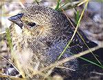 Close up portrait of young Brown-headed Cowbird