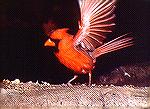 Flash shot of cardinal landing on log.