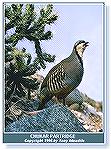 A chukar partridge wandering the desert hills of Nevada. 