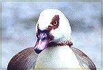 Closeup of an Egyptian Goose.