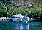 A trumpeter swan fluffs up its feathers on the Madison River. 