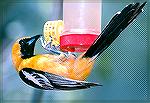 A Hooded Oriole precariously enjoying the fruit of a hummer feeder. 