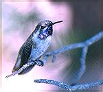 A male black-chinned humminbird taking a break. 