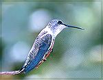 A black-chinned female hummer. 