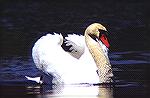 A mute swan sailing in very dark water.