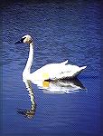 An swan of the Trumpeter sanctuary and breeding facility at Midland Ontario.