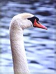 Portrait of a Mute Swan