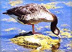 A Graylag Goose standing on a rock.