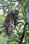 Photo taken at Corkscrew Swamp Sanctuary
near naples florida.