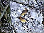 Photo Taken Near My House in Lilburn
Georgia during Ice Storm.