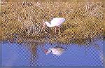 Photo taken In Merrit island National 
Wildlife Refuge Near Titusville Florida.