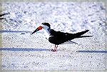 Photo taken Near Merrit Island National
Wildlife Refuge in Titusville Florida.