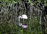 Photo taken Near Flamingo Point in
Everglades National Park Florida.