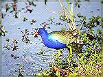 Photo Taken At Anhinga Trail in Everglades
National Park Florida.