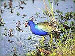 Photo Taken At Anhinga Trail in Everglades
National Park Florida.