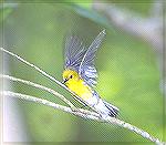 Photo taken at Francis Beidler four Holes
Swamp near Harleysville South Carolina.