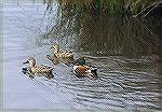 Photo taken in Merrit Island national
Wildlife Refuge near Titusville Florida.