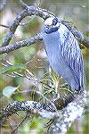 Photo taken at Cork Screw Swamp Sanctuary
near naples Florida.