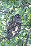 Picture taken at Corkscrew Swamp Sanctuary
near Naples Florida.