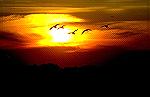 Snow Geese at Sunset along Atlantic
Flyway, Bombay Hook NWR, Delaware.