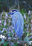 Good view of Plumage of the Yellow Crowned
Night Heron.