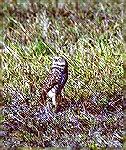 These Owls are known for using Prairie
Dog Colonies out west.  This particular
Owl was found an the Opa Locke Airport
in Florida.