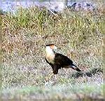 This Caracara had just caught a Meadowlark
and was settling down for a feast when I
snapped this photo near Arcadia Florida.