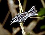 Every Fall Warblers migrate through the
Cochran shoals area of the Chatahoochee
Recreational Area in the Atlanta Georgia Area.