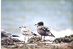 imm heermans gull at Fort de Soto beach
Florida, September 2001