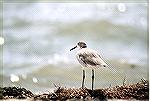 willet on fort de soto beach ,florida
Sept 2001