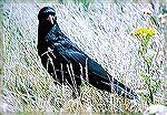 Chough Juv. Never had them so close. North Wales August