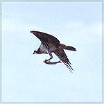 An Osprey making away with carry-on luggage, Boca Chica Beach, TXOspreySonja Schmitz