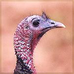 Portrait of a curious turkey, Palo Duro TXTurkeySonja Schmitz