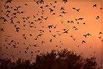 A huge flock of Grackles flying to the roost at dusk. Del Rio, TX.GracklesSonja Schmitz