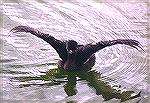Piedbilled Grebe drying off wings, in winter plumage. Port Aransas TX.Piedbilled GrebeSonja Schmitz