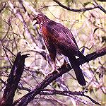 A Harris Hawk tempted into human company by the skinks'' preferance for the boardwalk. Santa Ana Refuge TXHarris HawkSonja Schmitz