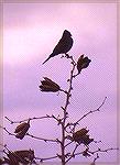 A perched Say's Phoebe on a dry shrub. Fort Leaton, TX.

Say''s Phoebe
Sonja Schmitz