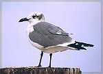 Laughing Gull in winter plumage on a wooden post in the water. Galveston ferry landing, TX.Laughing GullSonja Schmitz
