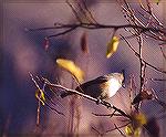 A black-capped race Tufted Titmouse playing in a shrub. Chisos Basin, Big Bend NP, TXTufted TitmouseSonja Schmitz