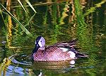 A Bluewinged Teal drake. Port Aransas, TXBluewinged TealSonja Schmitz