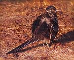 A roadrunner sunbathing his back. Rio Grande Village campground, Big Bend NP, TXGreater RoadrunnerSonja Schmitz