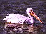 White Pelican afloat. Port Aransas, TXWhite PelicanSonja Schmitz