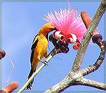 This Spot-breasted Oriole was photographed in Miami Shores, Florida in March, 2002.

Spot-breasted Oriole
Dart Humeston